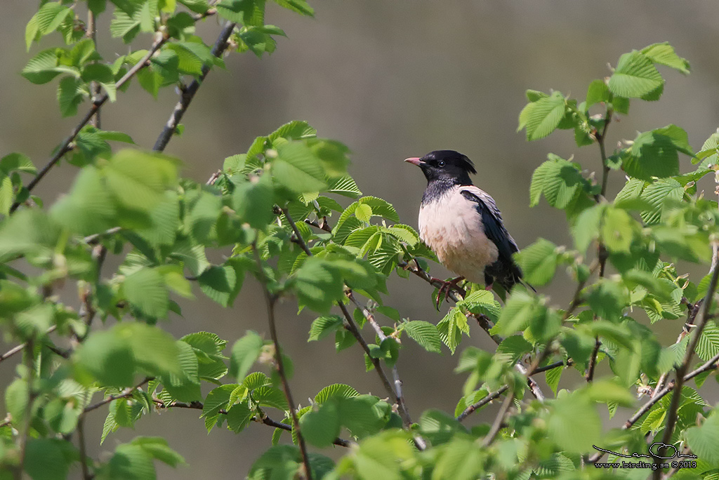 ROSENSTARE / ROSY STARLING (Sturnus roseus) - Stäng / Close