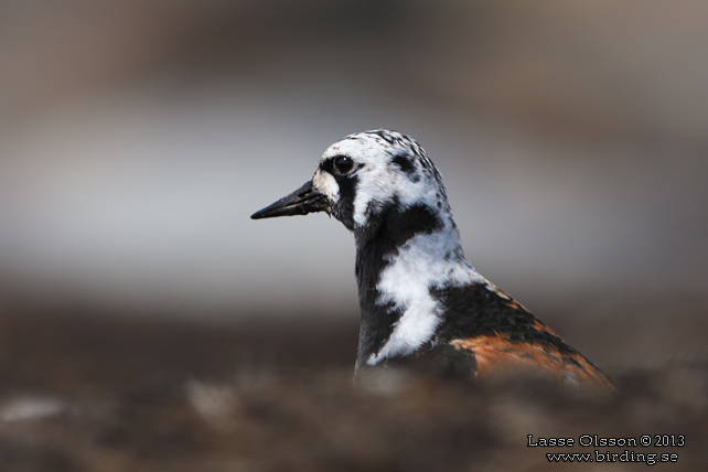 ROSKARL / RUDDY TURNSTONE (Arenaria interpres) - stor bild / full size