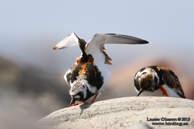 ROSKARL / RUDDY TURNSTONE (Arenaria interpres) - stor bild / full size