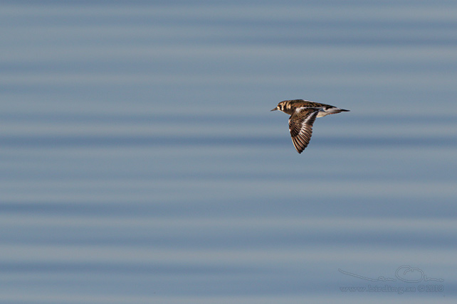 ROSKARL / RUDDY TURNSTONE (Arenaria interpres) - stor bild / full size