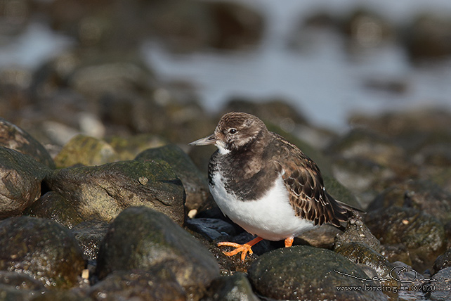 ROSKARL / RUDDY TURNSTONE (Arenaria interpres) - stor bild / full size