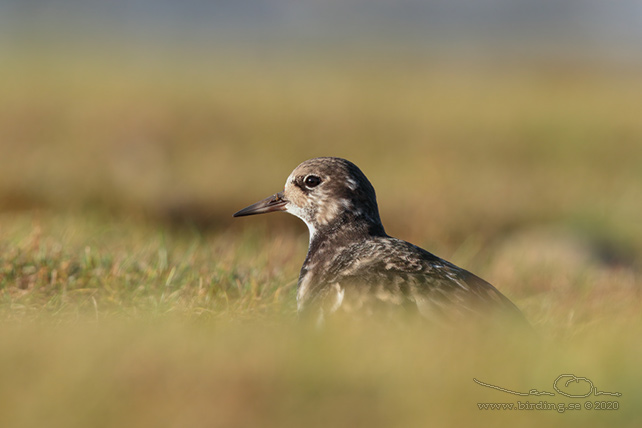 ROSKARL / RUDDY TURNSTONE (Arenaria interpres) - stor bild / full size