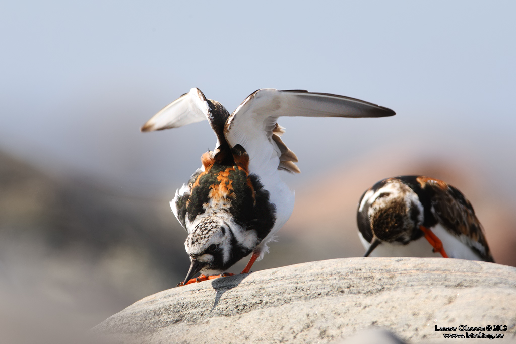 ROSKARL / RUDDY TURNSTONE (Arenaria interpres) - Stng / Close