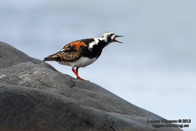 ROSKARL / RUDDY TURNSTONE (Arenaria interpres) - stor bild / full size