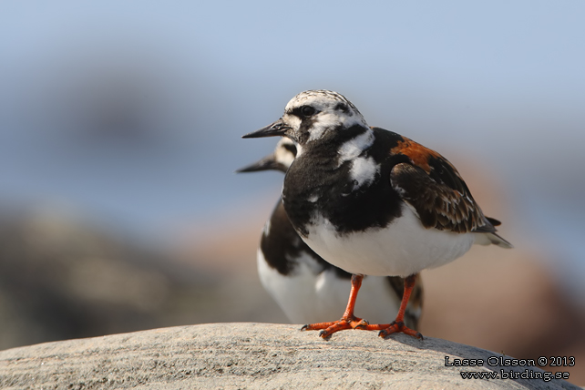 ROSKARL / RUDDY TURNSTONE (Arenaria interpres) - stor bild / full size