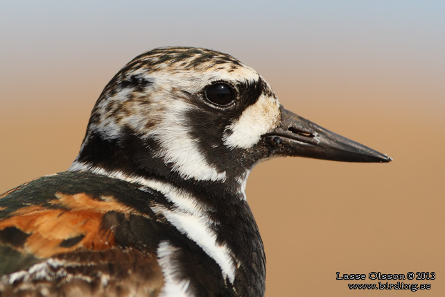 ROSKARL / RUDDY TURNSTONE (Arenaria interpres) - stor bild / full size