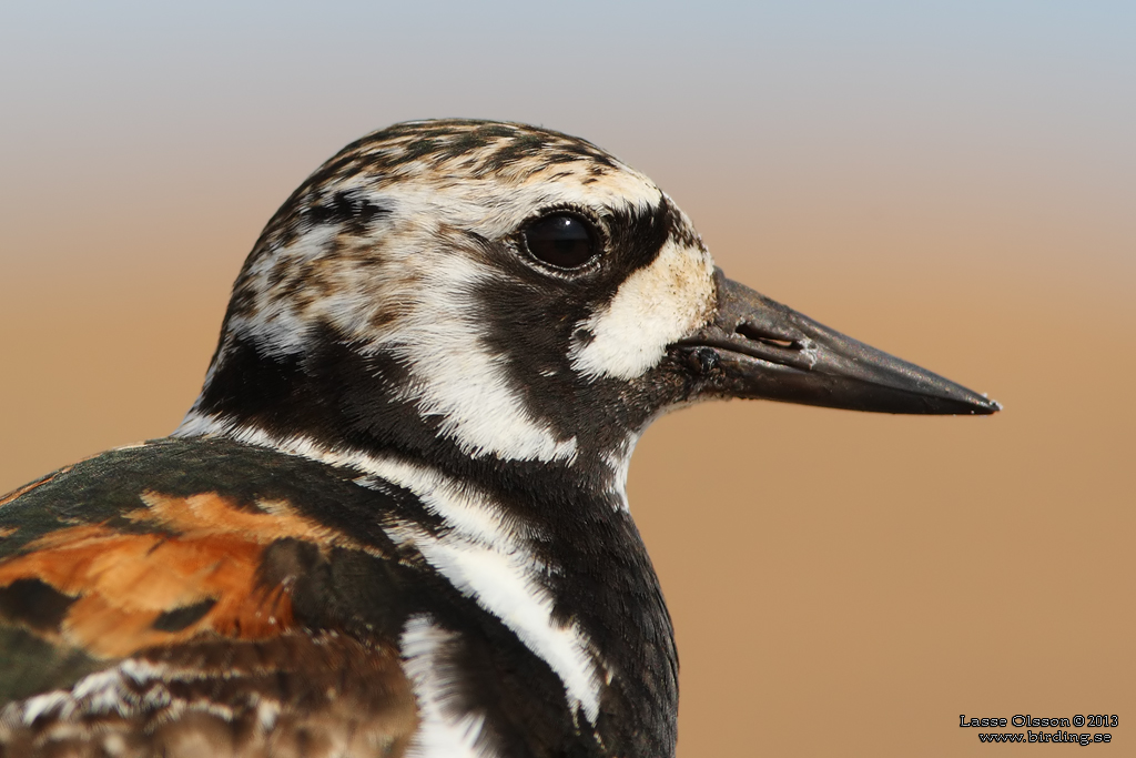 ROSKARL / RUDDY TURNSTONE (Arenaria interpres) - Stng / Close