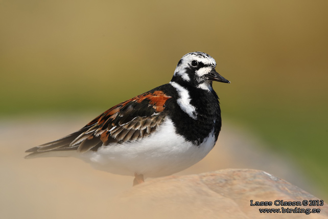 ROSKARL / RUDDY TURNSTONE (Arenaria interpres) - stor bild / full size