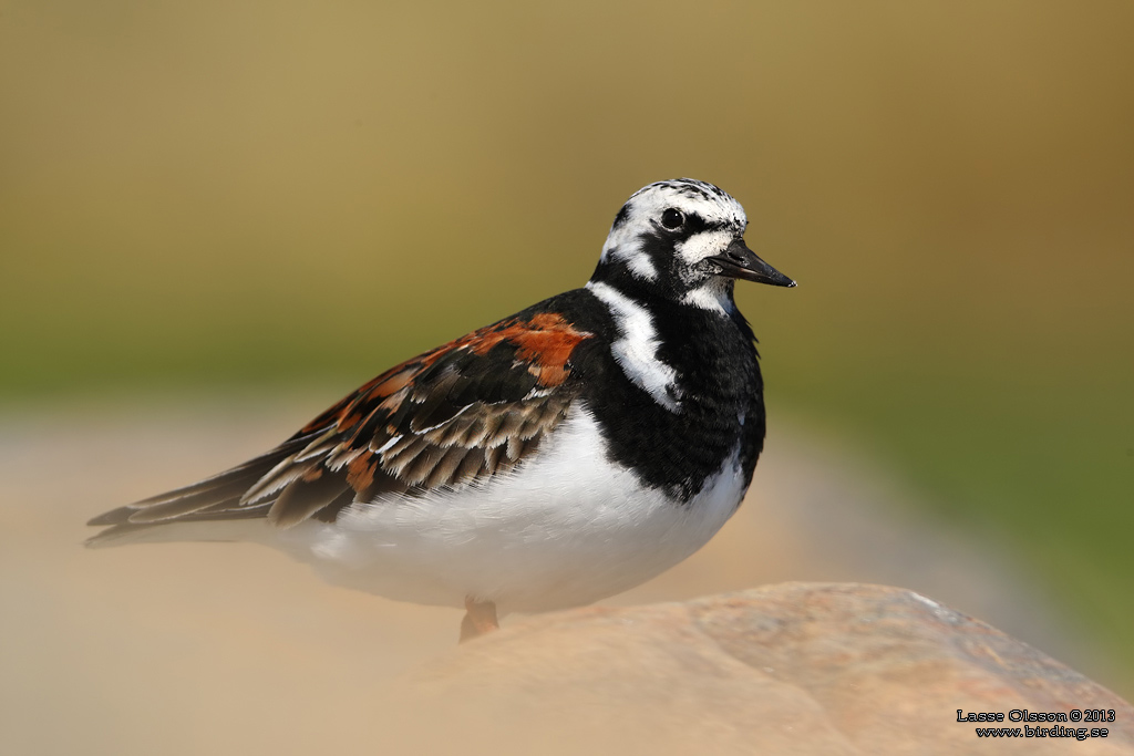 ROSKARL / RUDDY TURNSTONE (Arenaria interpres) - Stng / Close