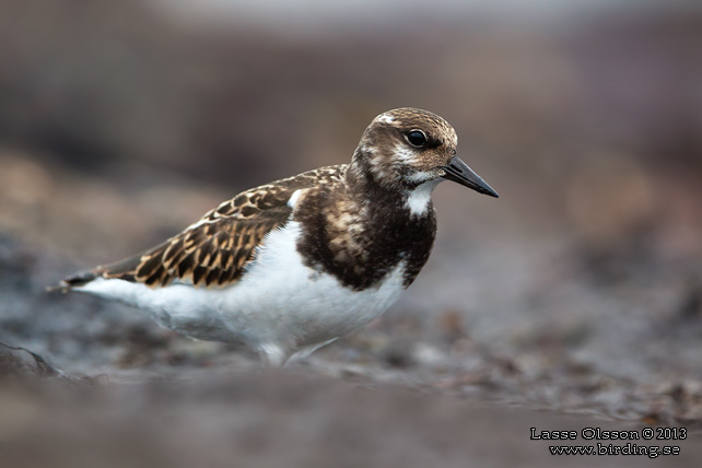 ROSKARL / RUDDY TURNSTONE (Arenaria interpres) - stor bild / full size