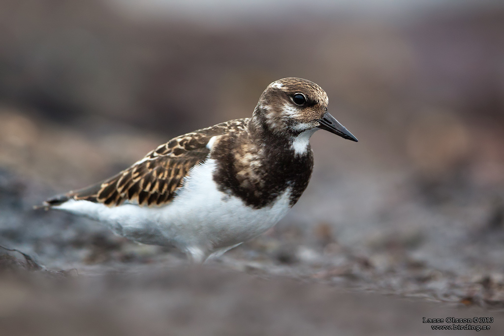 ROSKARL / RUDDY TURNSTONE (Arenaria interpres) - Stng / Close