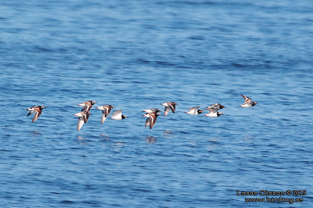 ROSKARL / RUDDY TURNSTONE (Arenaria interpres) - stor bild / full size