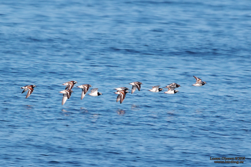 ROSKARL / RUDDY TURNSTONE (Arenaria interpres) - Stng / Close