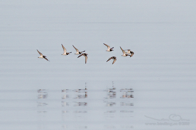 ROSKARL / RUDDY TURNSTONE (Arenaria interpres) - stor bild / full size