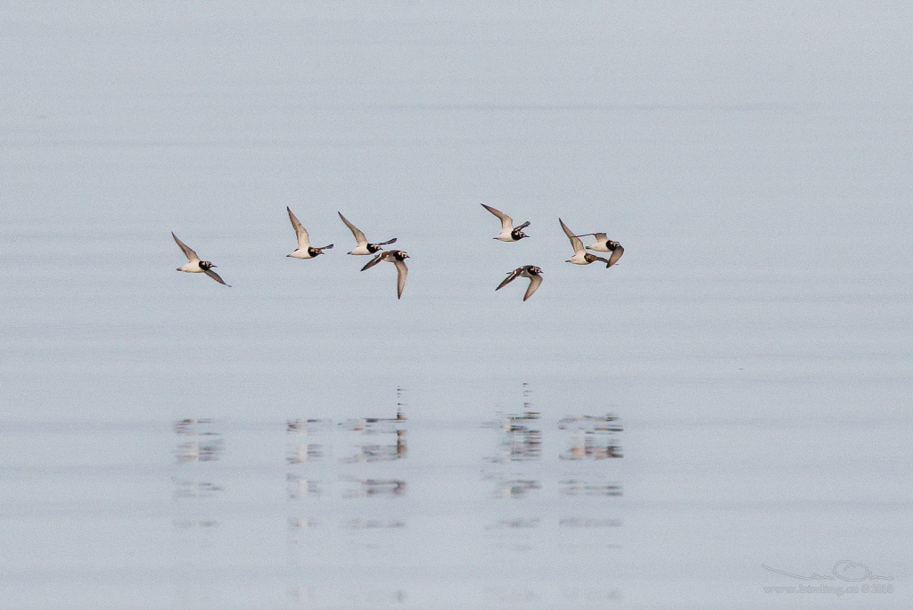 ROSKARL / RUDDY TURNSTONE (Arenaria interpres) - Stng / Close