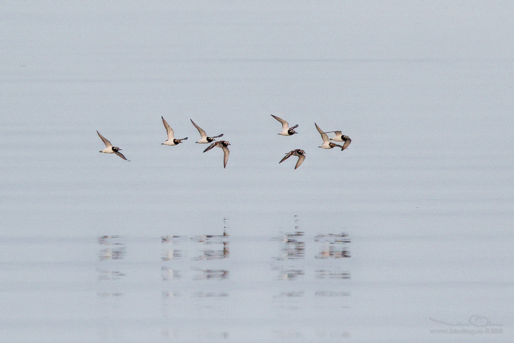 ROSKARL / RUDDY TURNSTONE (Arenaria interpres) - Stng / Close