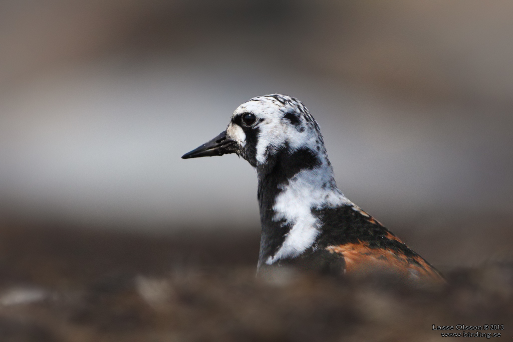 ROSKARL / RUDDY TURNSTONE (Arenaria interpres) - Stng / Close