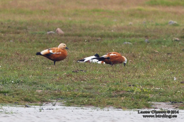 ROSTAND / RUDDY SHELDUCK (Tadorna ferruguinea) - stor bild / full size