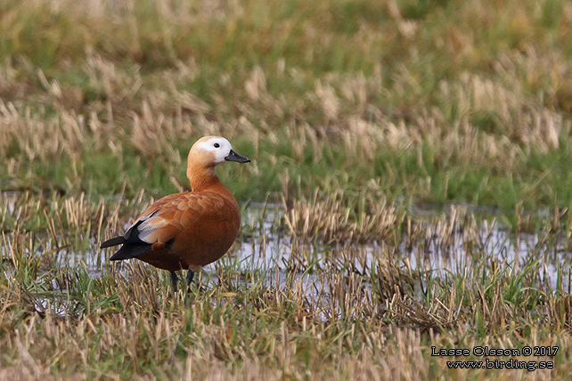 ROSTAND / RUDDY SHELDUCK (Tadorna ferruguinea) - stor bild / full size