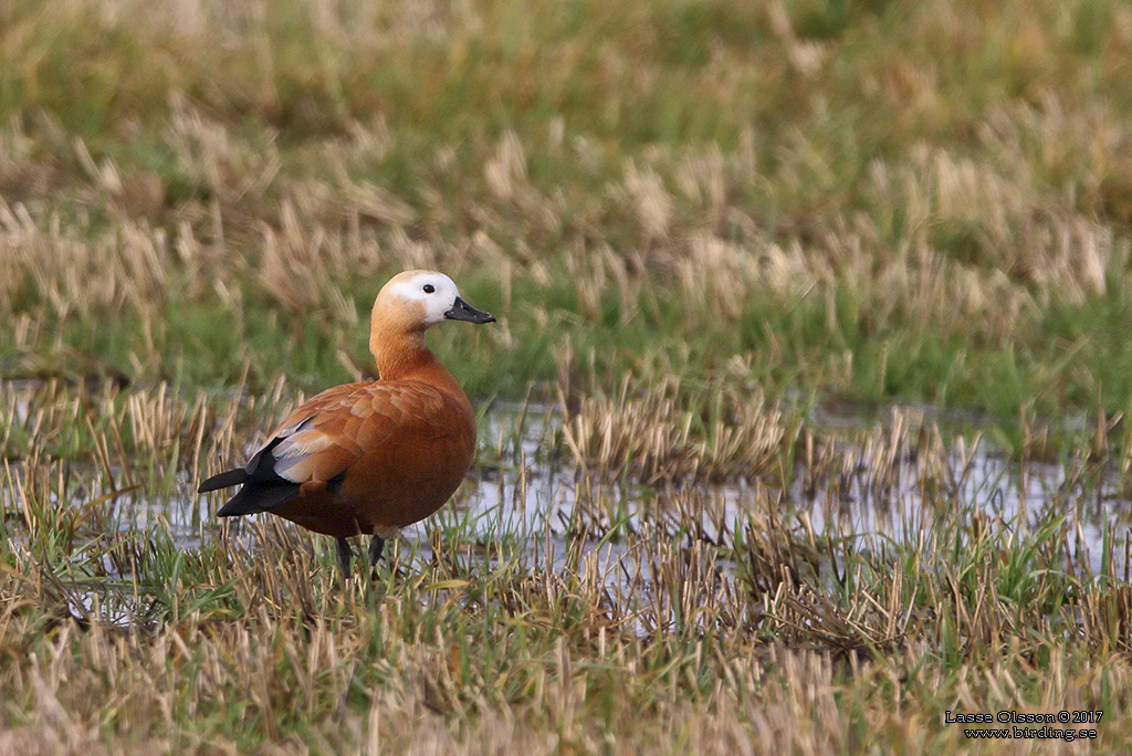 ROSTAND / RUDDY SHELDUCK (Tadorna ferruguinea) - Stäng / Close