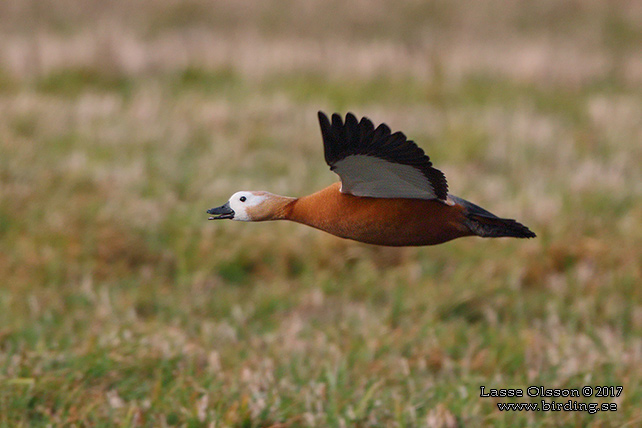 ROSTAND / RUDDY SHELDUCK (Tadorna ferruguinea) - stor bild / full size