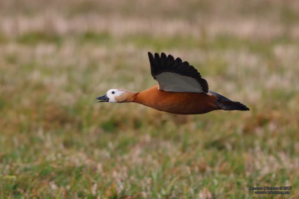 ROSTAND / RUDDY SHELDUCK (Tadorna ferruguinea) - Stäng / Close