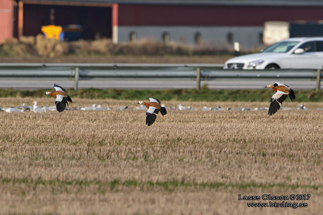 ROSTAND / RUDDY SHELDUCK (Tadorna ferruguinea) - stor bild / full size