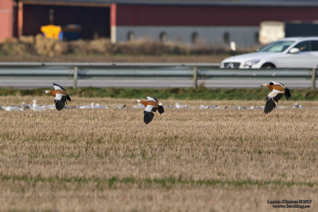 ROSTAND / RUDDY SHELDUCK (Tadorna ferruguinea) - Stäng / Close