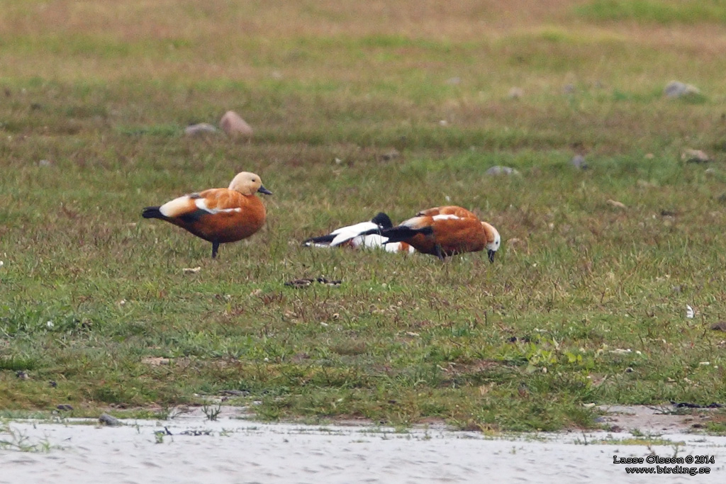 ROSTAND / RUDDY SHELDUCK (Tadorna ferruguinea) - Stäng / Close