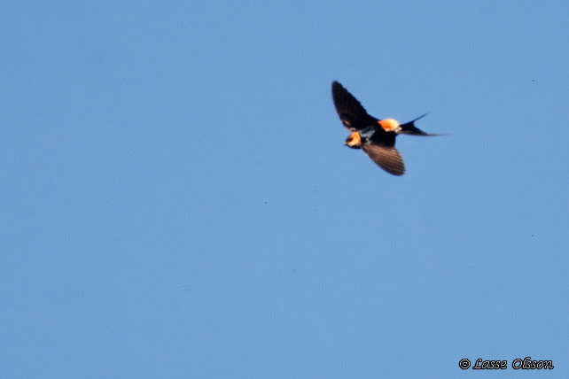 ROSTGUMPSVALA / RED-RUMPED SWALLOW (Hirundo daurica)