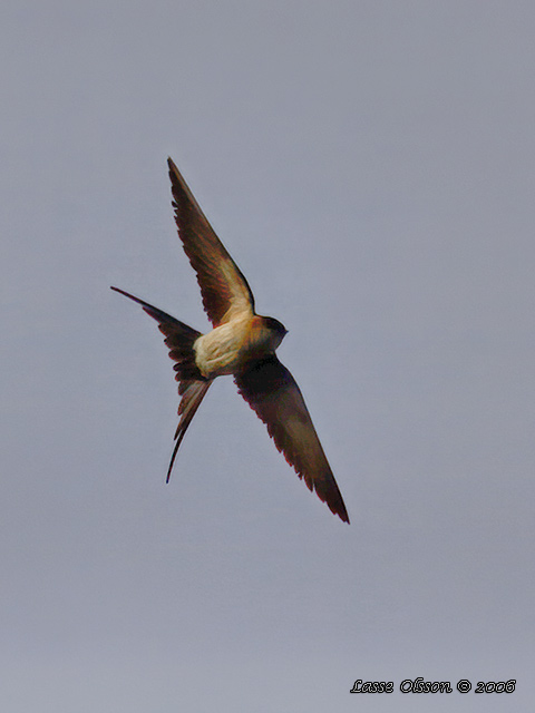 ROSTGUMPSVALA / RED-RUMPED SWALLOW (Hirundo daurica)