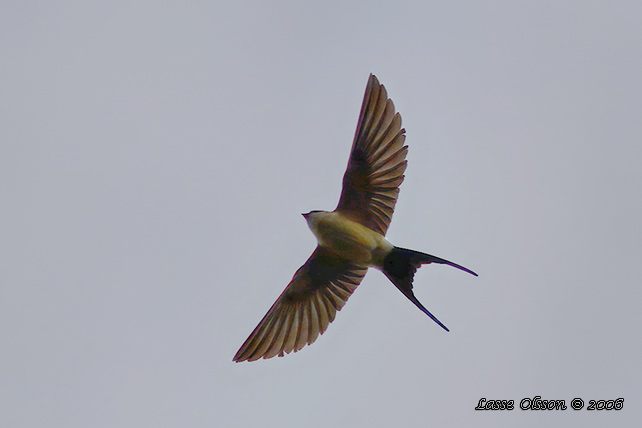 ROSTGUMPSVALA / RED-RUMPED SWALLOW (Hirundo daurica)