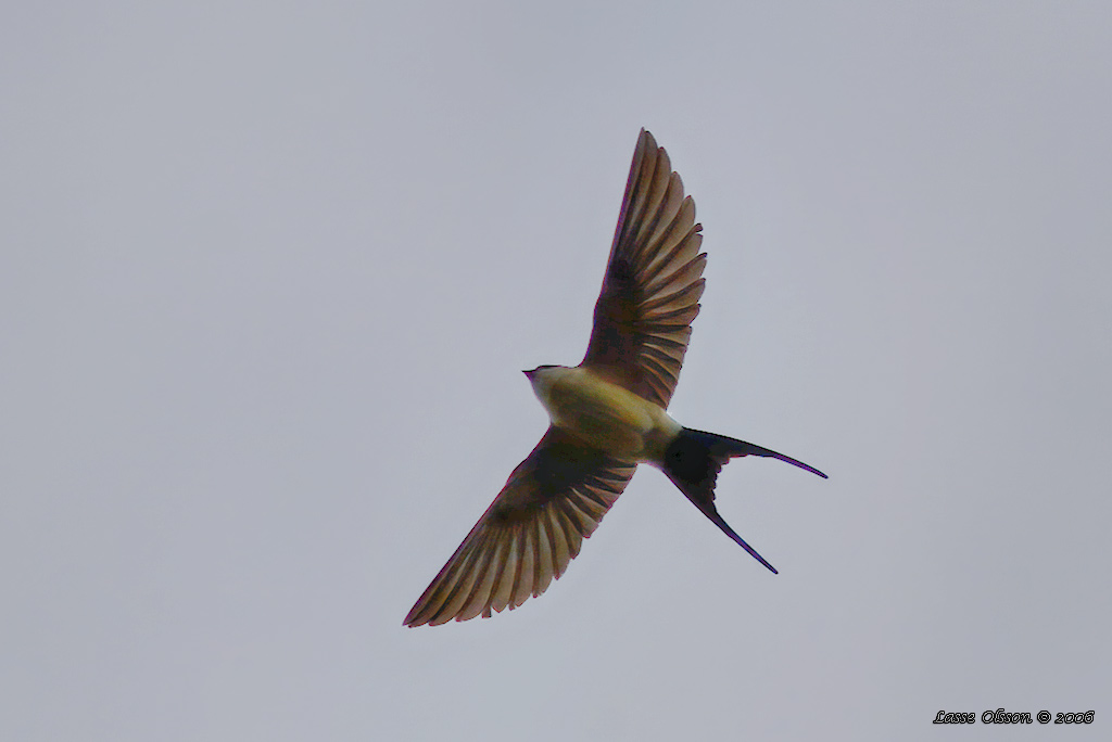 ROSTGUMPSVALA / RED-RUMPED SWALLOW (Hirundo daurica) - Stäng / Close