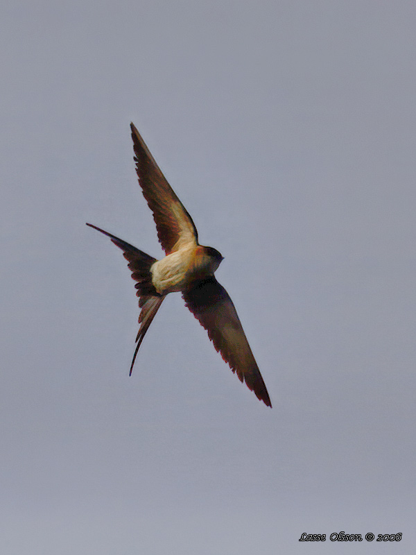 ROSTGUMPSVALA / RED-RUMPED SWALLOW (Hirundo daurica) - Stäng / Close