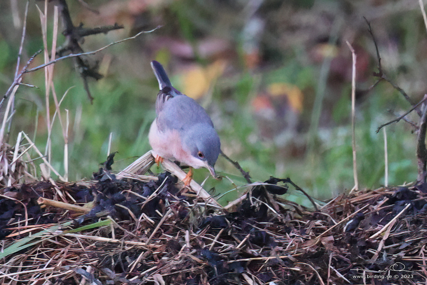 ROSTSNGARE / WESTERN SUBALPINE WARBLER (Curruca inornata) - Stng / Close