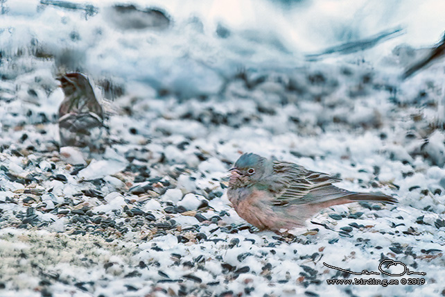 ROSTSPARV / CRETZSCHMAR'S BUNTING (Emberiza caesia) - STOR BILD / FULL SIZE