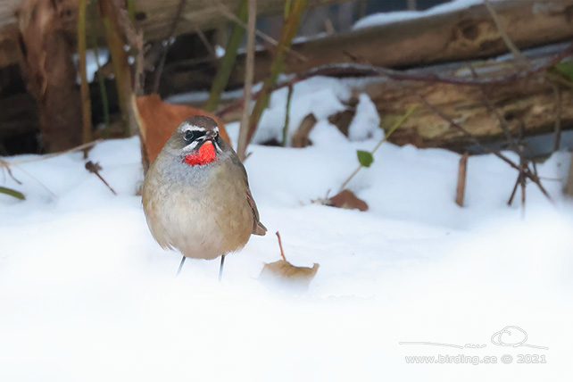 RUBINNÄKTERGAL / SIBERIAN RUBYTHROAT (Calliope calliope) - stor bild/full size