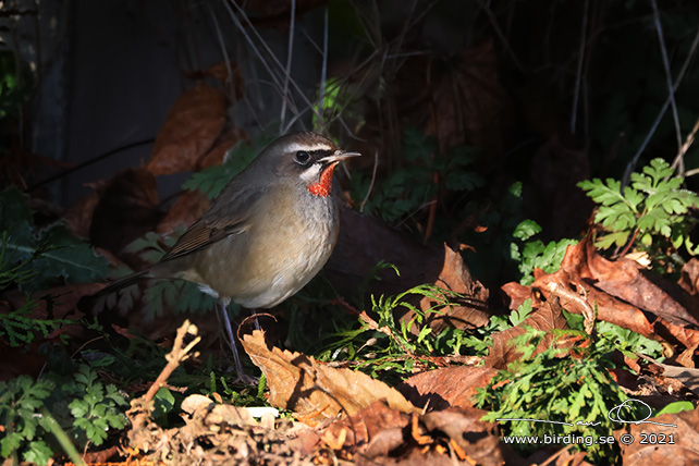 RUBINNKTERGAL / SIBERIAN RUBYTHROAT (Calliope calliope) - stor bild/full size