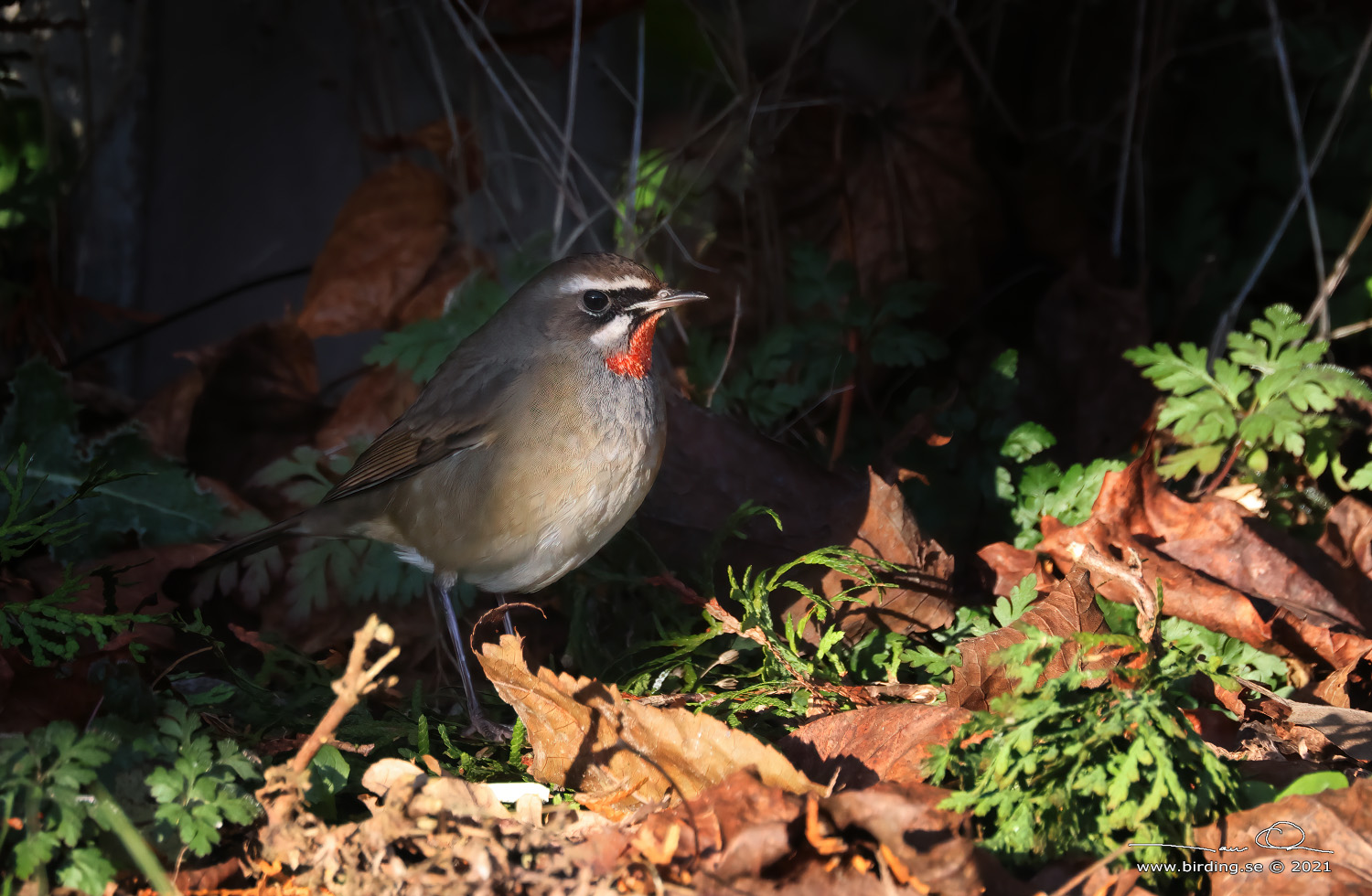 RUBINNKTERGAL / SIBERIAN RUBYTHROAT (Calliope calliope) - Stng / Close