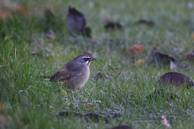 RUBINNÄKTERGAL / SIBERIAN RUBYTHROAT (Calliope calliope) - stor bild/full size