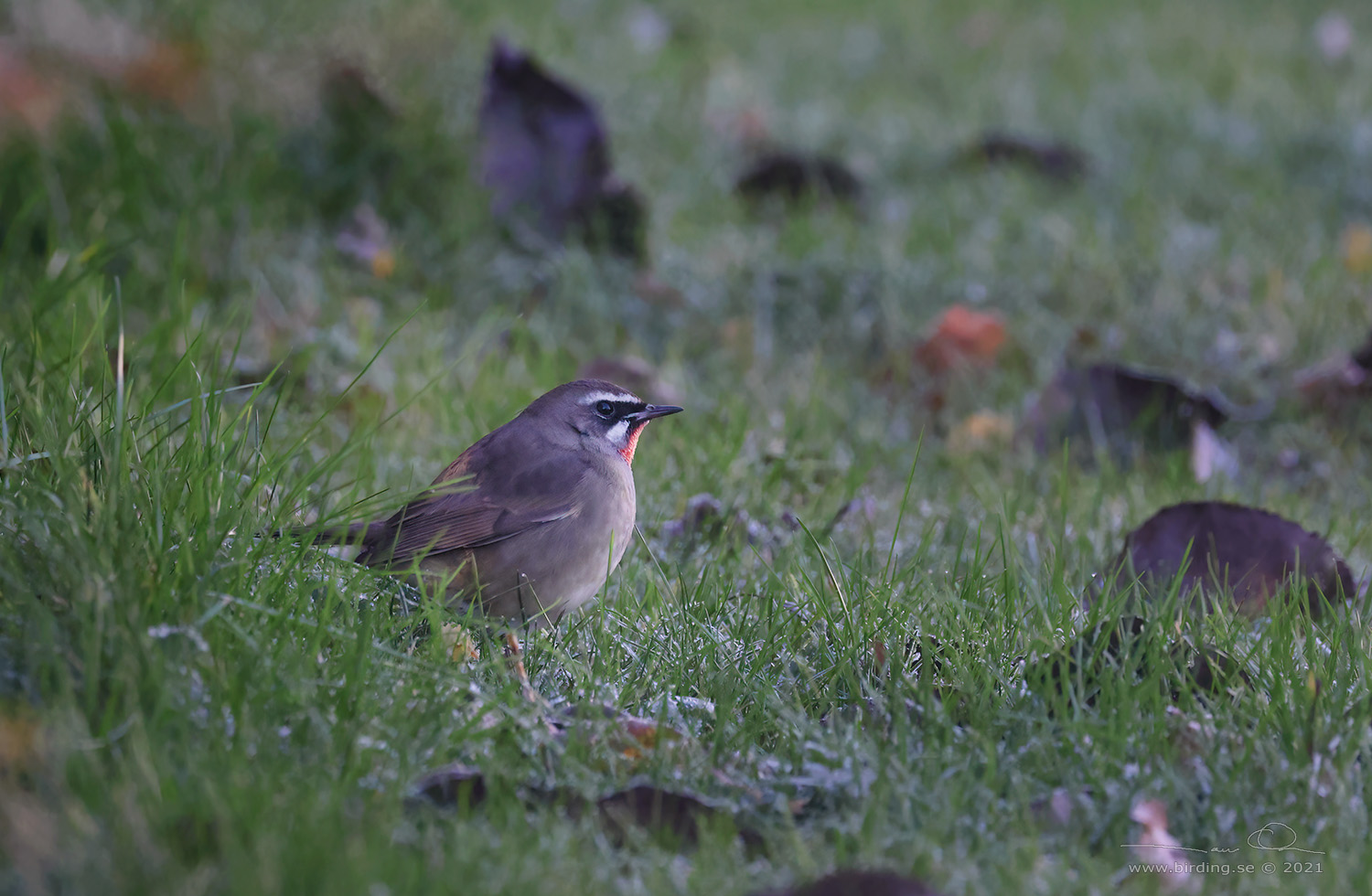 RUBINNKTERGAL / SIBERIAN RUBYTHROAT (Calliope calliope) - Stng / Close