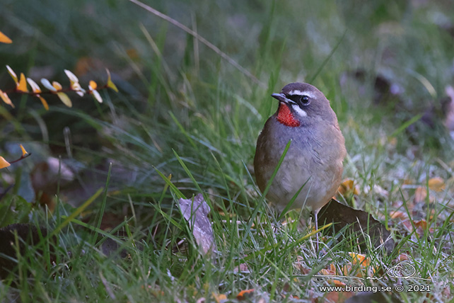 RUBINNÄKTERGAL / SIBERIAN RUBYTHROAT (Calliope calliope) - stor bild/full size