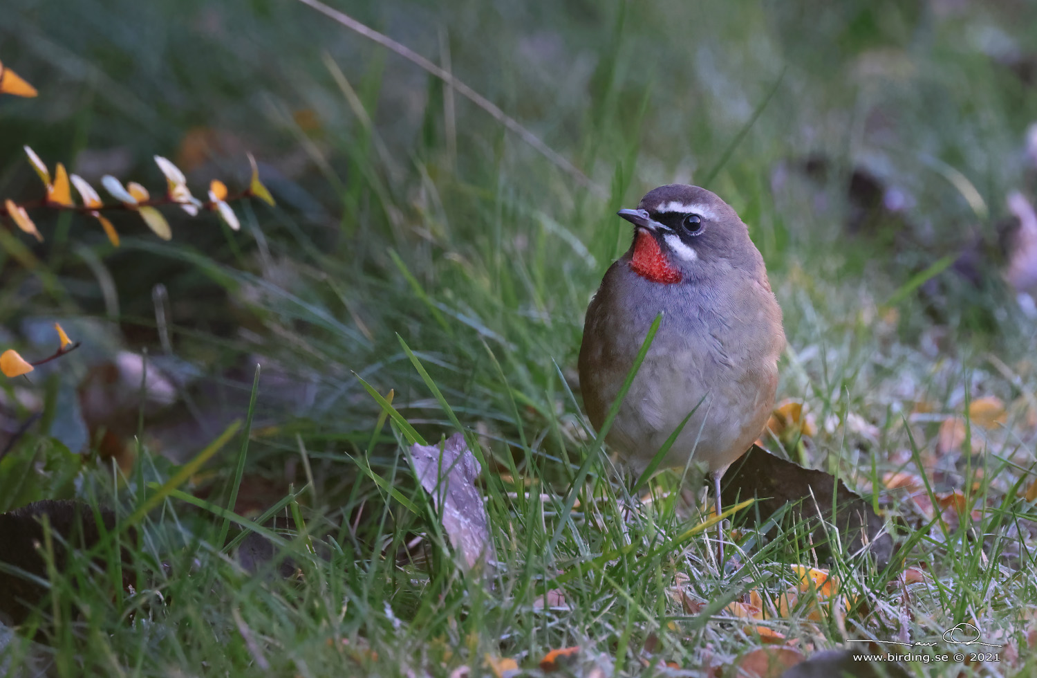 RUBINNKTERGAL / SIBERIAN RUBYTHROAT (Calliope calliope) - Stng / Close