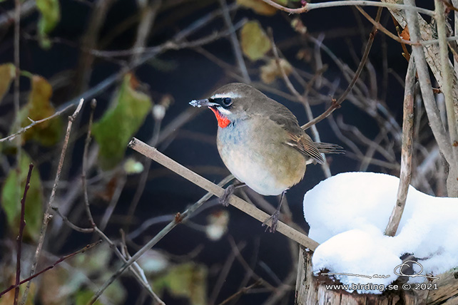 RUBINNÄKTERGAL / SIBERIAN RUBYTHROAT (Calliope calliope) - stor bild/full size