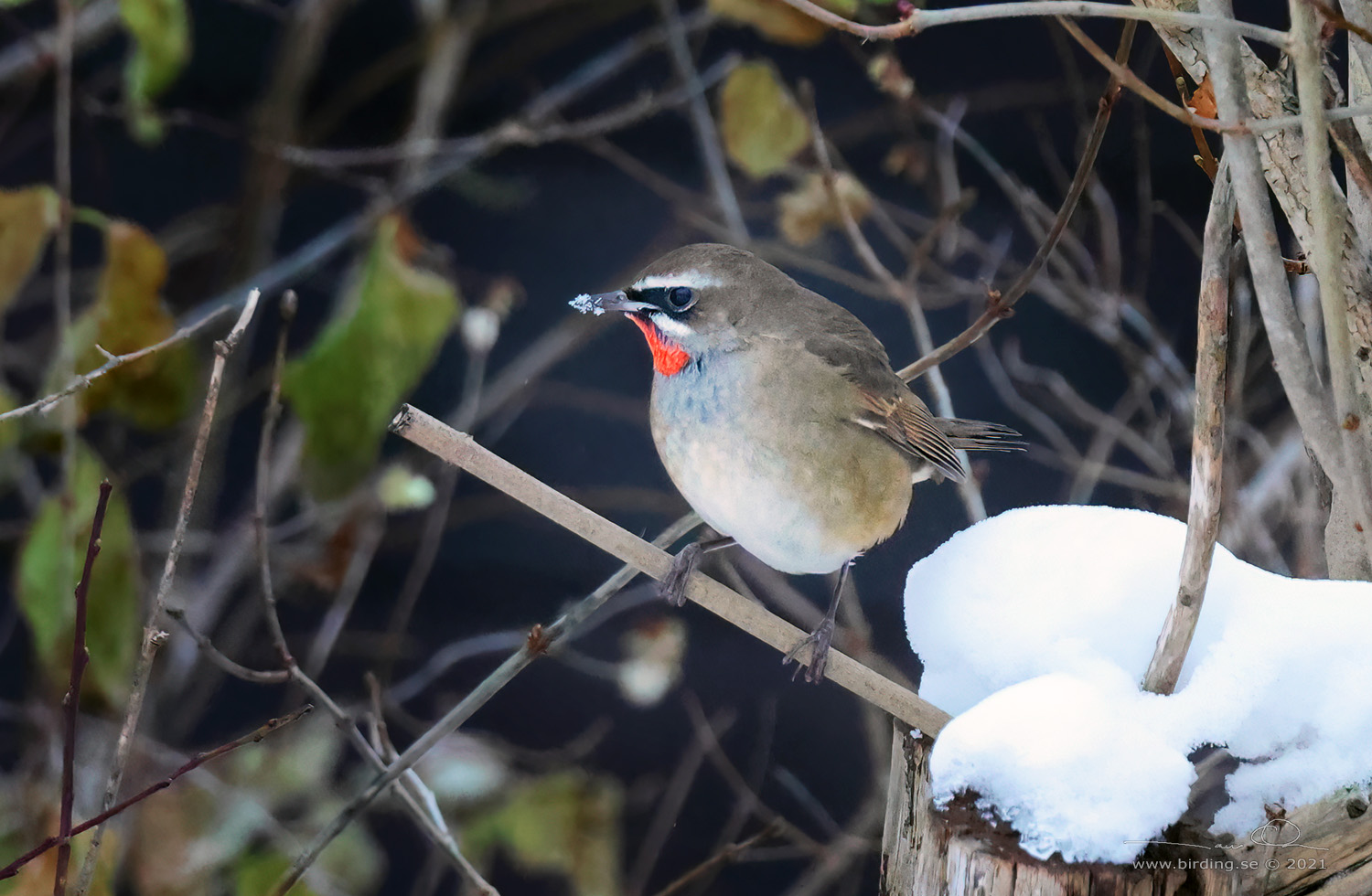 RUBINNKTERGAL / SIBERIAN RUBYTHROAT (Calliope calliope) - Stng / Close