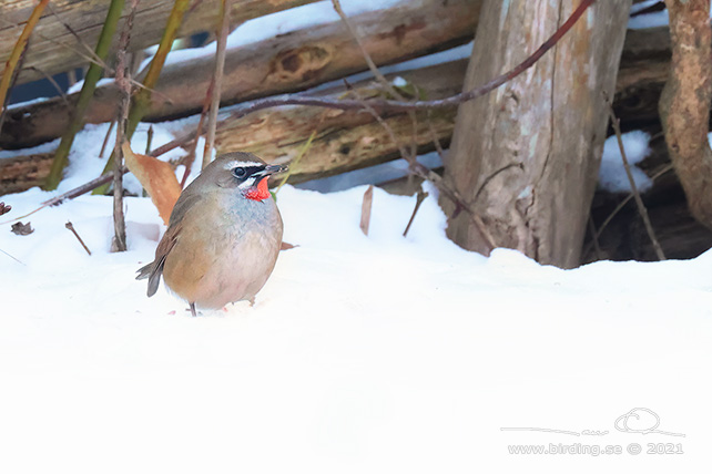 RUBINNÄKTERGAL / SIBERIAN RUBYTHROAT (Calliope calliope) - stor bild/full size