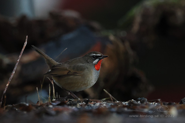 RUBINNÄKTERGAL / SIBERIAN RUBYTHROAT (Calliope calliope) - stor bild/full size