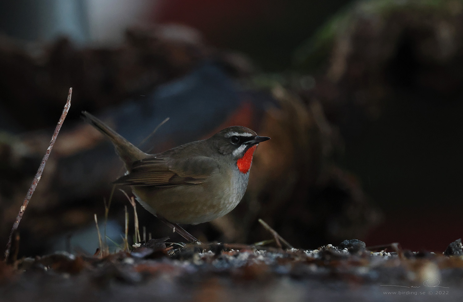 RUBINNKTERGAL / SIBERIAN RUBYTHROAT (Calliope calliope) - Stng / Close