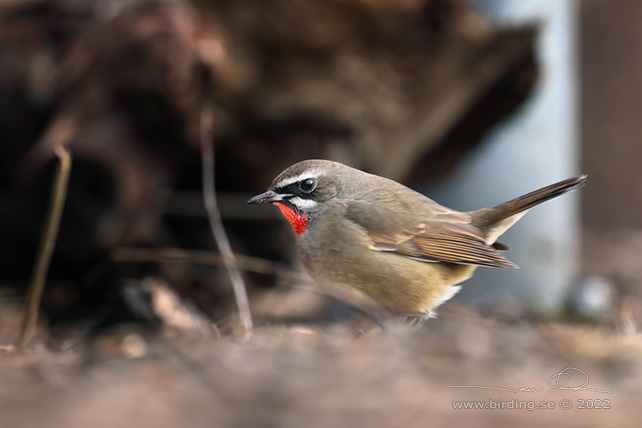 RUBINNÄKTERGAL / SIBERIAN RUBYTHROAT (Calliope calliope) - stor bild/full size