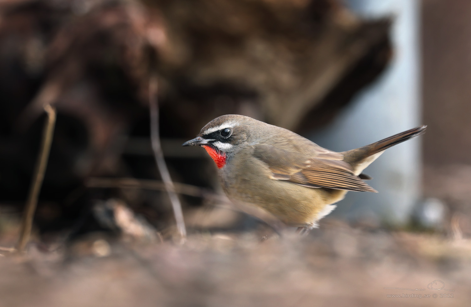 RUBINNKTERGAL / SIBERIAN RUBYTHROAT (Calliope calliope) - Stng / Close